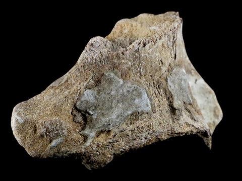 3.7" Mosasaur Platecarpus Vertebrae Fossil Cretaceous Dinosaur Era Sulfur River TX - Fossil Age Minerals