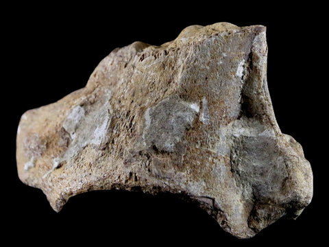 3.7" Mosasaur Platecarpus Vertebrae Fossil Cretaceous Dinosaur Era Sulfur River TX - Fossil Age Minerals