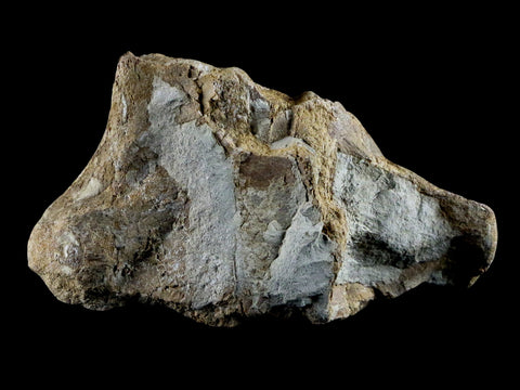 3.7" Mosasaur Platecarpus Vertebrae Fossil Cretaceous Dinosaur Era Sulfur River TX - Fossil Age Minerals
