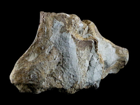 3.7" Mosasaur Platecarpus Vertebrae Fossil Cretaceous Dinosaur Era Sulfur River TX - Fossil Age Minerals