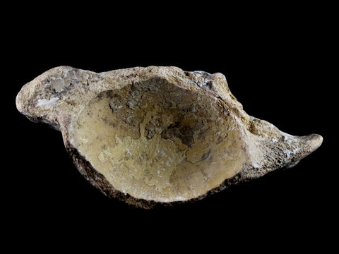 3.7" Mosasaur Platecarpus Vertebrae Fossil Cretaceous Dinosaur Era Sulfur River TX - Fossil Age Minerals