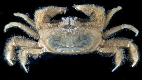 Fossil Crab Pinnixa Galliheri Pea Crab Monterey Cty San Luis Obispo Miocene Epoch - Fossil Age Minerals