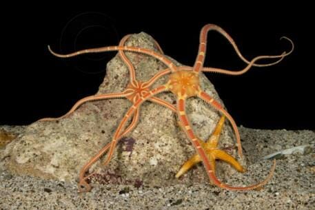 2 Two Brittlestar Ophiura Sp Starfish Fossil Ordovician Age Morocco COA & Stand - Fossil Age Minerals
