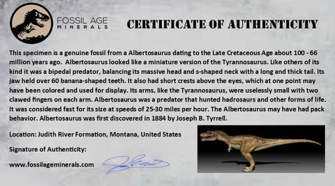 0.7" Albertosaurus Fossil Juvenile Premax Tooth Tyrannosaur Cretaceous Dinosaur COA - Fossil Age Minerals