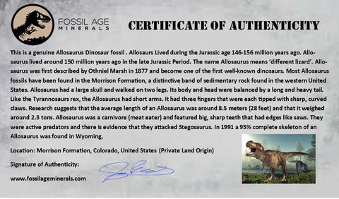 3.9" Allosaurus Fossil Vertebrae Process Morrison FM CO Jurassic Dinosaur COA Stand - Fossil Age Minerals