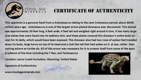 2.3" Ankylosaurus Fossil Skull Bone Lance Creek FM Cretaceous Dinosaur WY COA - Fossil Age Minerals