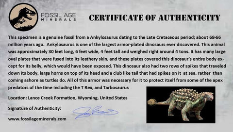 3.1" Ankylosaurus Fossil Femur Bone Lance Creek FM Cretaceous Dinosaur WY COA - Fossil Age Minerals