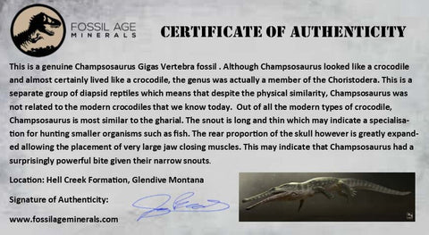 0.5" Champsosaurus Gigas Reptile Vertebrae Cretaceous Hell Creek MT COA & Stand - Fossil Age Minerals