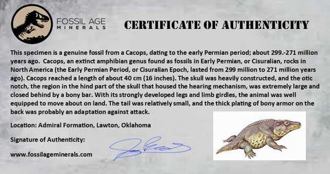 0.5 Cacops Jaw Fossil Teeth Permian Age Reptile Lawton Oklahoma COA, Display - Fossil Age Minerals