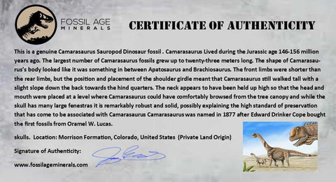 8.5" Camarasaurus Dinosaur Fossil Bone Morrison FM CO Jurassic Age COA Metal Stand - Fossil Age Minerals