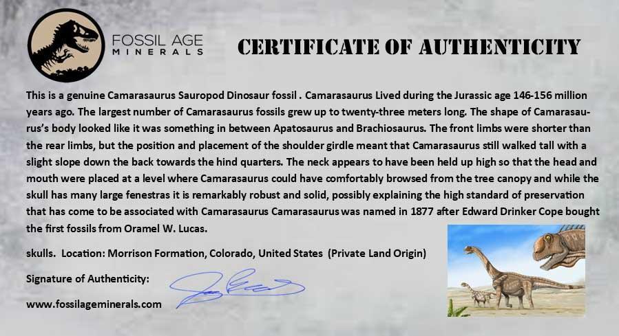 5.5" Camarasaurus Dinosaur Fossil Vertebrae Bone Morrison FM CO Jurassic COA Stand - Fossil Age Minerals