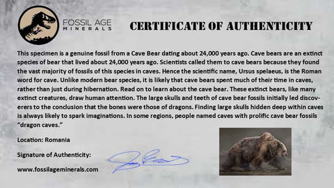 3.1" Extinct Cave Bear Ursus Spelaeus Hand Paw Bone Pleistocene Age Romania COA - Fossil Age Minerals