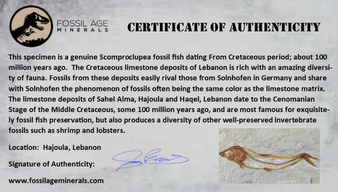 1.8" Scombroclupea Fossil Fish Plate Cretaceous Dinosaur Age Lebanon COA & Stand - Fossil Age Minerals