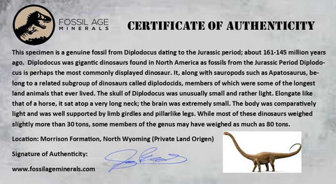 4.5" Diplodocus Bone Fossil Morrison FM Wyoming Jurassic Age Dinosaur COA - Fossil Age Minerals