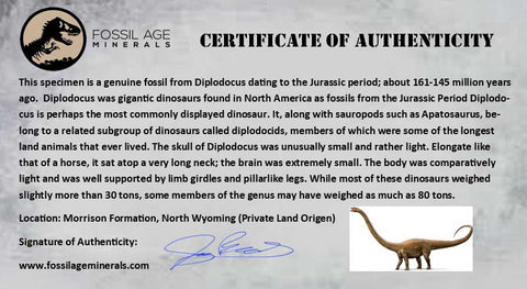 5.2" Diplodocus Rib Bone Fossil Morrison FM Wyoming Jurassic Age Dinosaur COA - Fossil Age Minerals