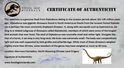 3.9" Diplodocus Fossil Bone Morrison FM Wyoming Jurassic Age Dinosaur COA - Fossil Age Minerals