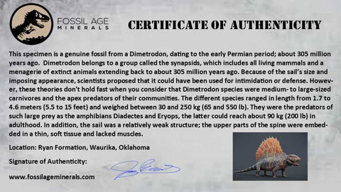 0.4" Dimetrodon Sail Spine Bone Fossil Permian Age Waurika Oklahoma COA, Display - Fossil Age Minerals