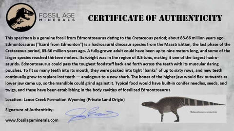 XL 2.7 Edmontosaurus Dinosaur Fossil Rooted Tooth In Matrix Lance Creek WY COA - Fossil Age Minerals