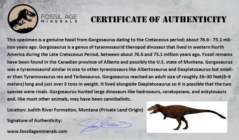 5.6" Gorgosaurus Tyrannosaur Dinosaur Fossil Vertebrae Judith River FM MT COA - Fossil Age Minerals