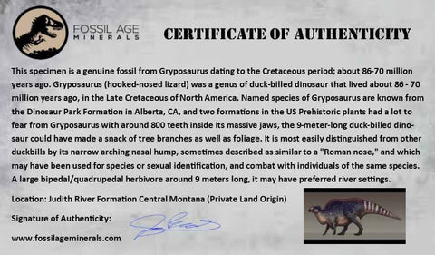 2" Gryposaurus Fossil Rib Bone Duck-Billed Dinosaur Judith River Montana COA - Fossil Age Minerals