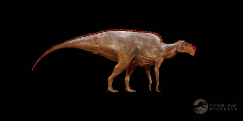 1.6" Hadrosaur Dinosaur Tendon Fossil Lance Creek FM Cretaceous WY COA Display - Fossil Age Minerals