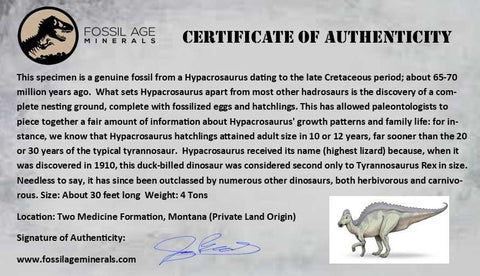 5" Hypacrosaurus Dinosaur Fossil Fibula Bone Two Medicine FM Hadrosaur COA - Fossil Age Minerals