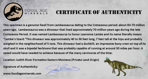 3.3" Lambeosaurus Fossil Bone Judith River FM Montana Cretaceous Dinosaur COA - Fossil Age Minerals