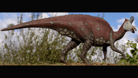 0.3" Lambeosaurus Tooth Fossil Judith River FM Cretaceous Dinosaur COA & Display - Fossil Age Minerals