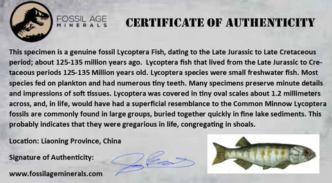 3.2" Lycoptera Fossil Fish Plate Specimen Jurassic To Cretaceous China COA - Fossil Age Minerals