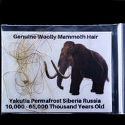 Genuine Woolly Mammoth Hair Pleistocene Yakutia Permafrost Siberia Russia COA