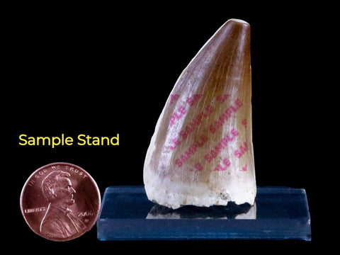 1.9" Mosasaur Prognathodon Fossil Tooth Cretaceous Dinosaur Era COA & Stand - Fossil Age Minerals