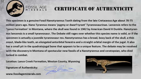 1.3" Nanotyrannus Tyrannosaurus Fossil Tooth Dinosaur Lance Creek WY COA Display - Fossil Age Minerals