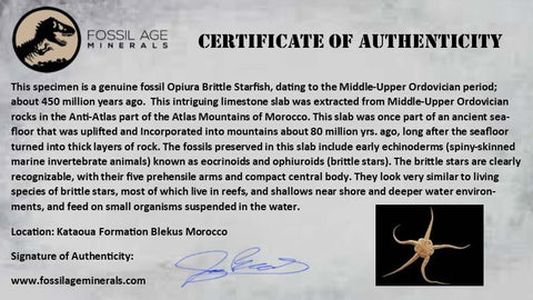 47MM Brittlestar Ophiura Sp Starfish Fossil Ordovician Morocco 450 Million Yrs Old COA, Stand - Fossil Age Minerals