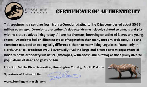 1" Oreodont Merycoidodon Fossil Vertebrae Bone Oligocene Age Badlands SD COA - Fossil Age Minerals