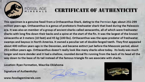 0.8 Orthacanthus Shark Fossil Spine Permian Age Ryan FM Waurika OK COA, Display - Fossil Age Minerals