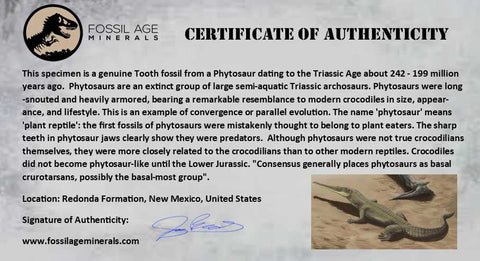 1.9" Phytosaur Fossil Tooth Triassic Age Archosaur Redonda FM NM COA & Display - Fossil Age Minerals