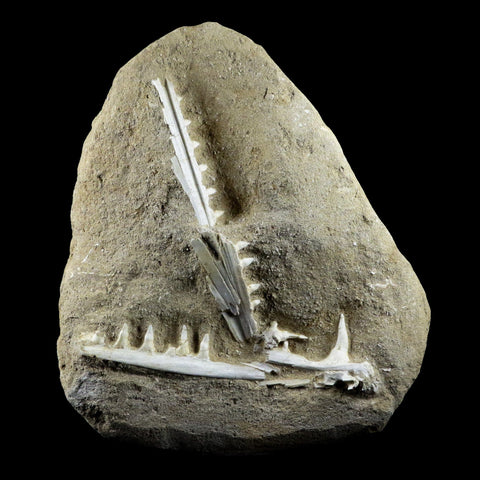 XL Saber Toothed Herring Fish Fossil Jaw Matrix In Enchodus Libycus Cretaceous COA 8.2 Inches Long - Fossil Age Minerals