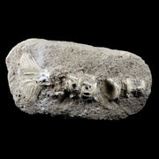 Saber Toothed Herring Fish Fossil Vertebra Matrix In Enchodus Libycus Cretaceous COA 9.2 Inches Long
