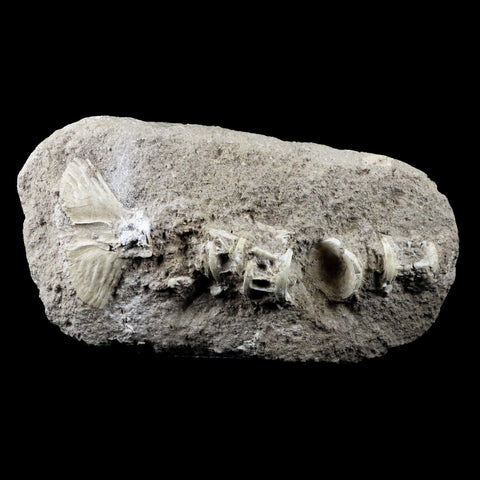 Saber Toothed Herring Fish Fossil Vertebra Matrix In Enchodus Libycus Cretaceous COA 9.2 Inches Long - Fossil Age Minerals