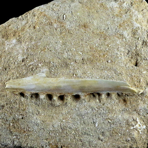 Saber Toothed Herring Fish Fossil Jaw Matrix In Enchodus Libycus Cretaceous COA - Fossil Age Minerals