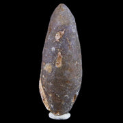 1.9" Fossil Pine Cone Equicalastrobus Replaced By Agate Eocene Seeds Fruit