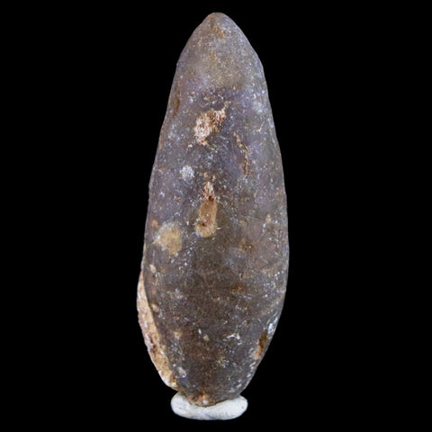 1.9" Fossil Pine Cone Equicalastrobus Replaced By Agate Eocene Seeds Fruit - Fossil Age Minerals