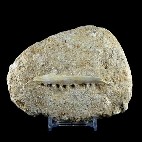 Saber Toothed Herring Fish Fossil Jaw Matrix In Enchodus Libycus Cretaceous COA - Fossil Age Minerals