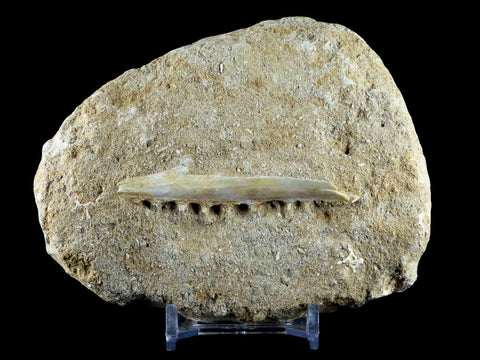 2.7" Saber Toothed Herring Fish Fossil Jaw Matrix In Enchodus Libycus Cretaceous COA - Fossil Age Minerals