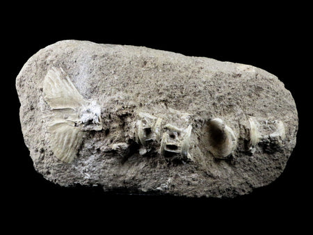 Saber Toothed Herring Fish Fossil Vertebra Matrix In Enchodus Libycus Cretaceous COA 9.2 Inches Long