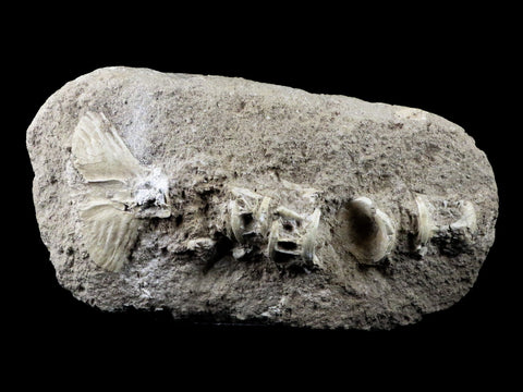 Saber Toothed Herring Fish Fossil Vertebra Matrix In Enchodus Libycus Cretaceous COA 9.2 Inches Long - Fossil Age Minerals