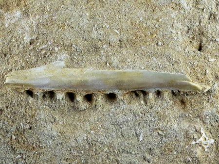 2.7" Saber Toothed Herring Fish Fossil Jaw Matrix In Enchodus Libycus Cretaceous COA