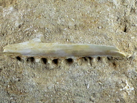 2.7" Saber Toothed Herring Fish Fossil Jaw Matrix In Enchodus Libycus Cretaceous COA - Fossil Age Minerals