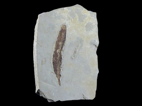 1.5" Detailed Cedrelospermum Nervosum Fossil Plant Leaf Eocene Age Green River UT - Fossil Age Minerals