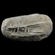 XL Saber Toothed Herring Fish Fossil Jaw Matrix In Enchodus Libycus Cretaceous COA 9.5 Inches Long